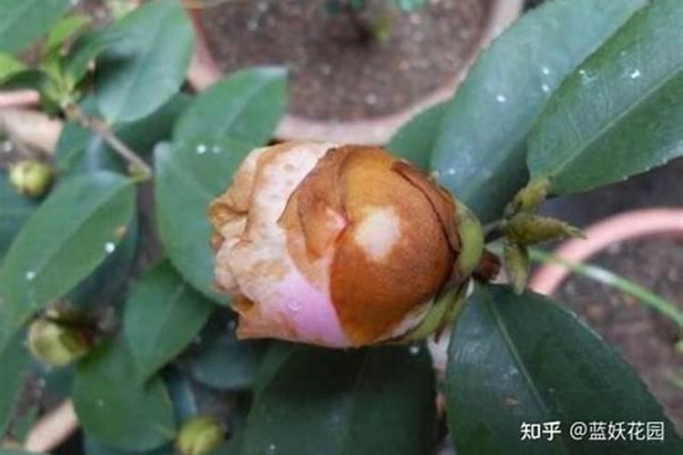 花苞打不开最简单三个方法