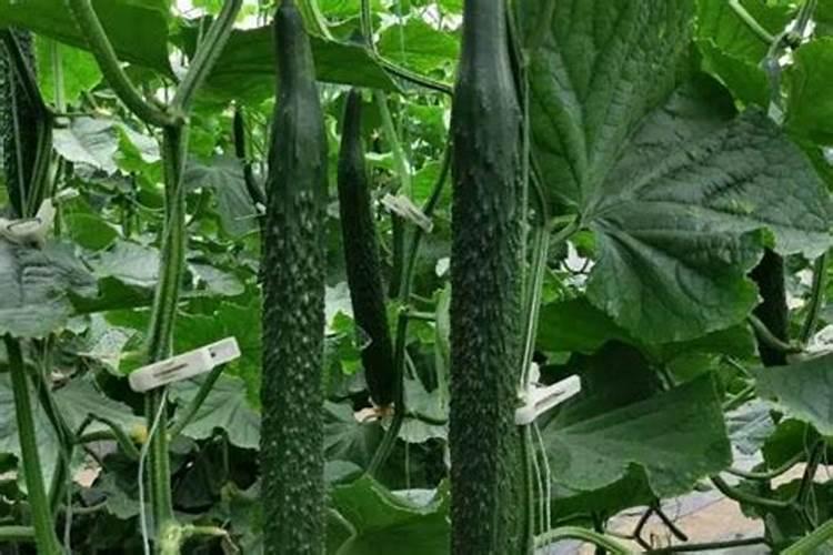 菌剂在农业上的应用有哪些