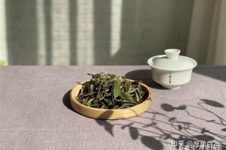 怎样种植白茶