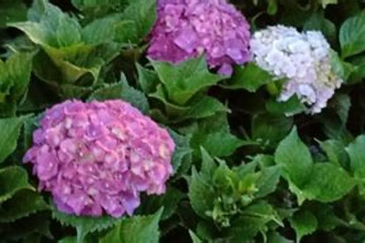 我国施用的硅肥有哪些品种？施用过多有哪些危害？