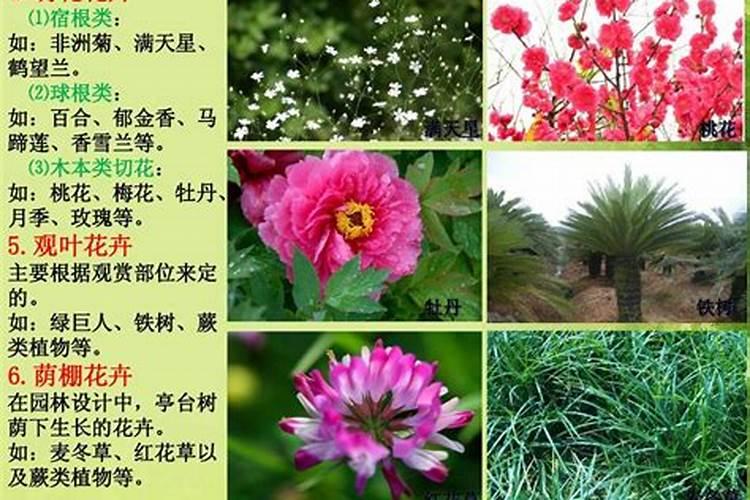 苹果生长后期一定要施钾肥