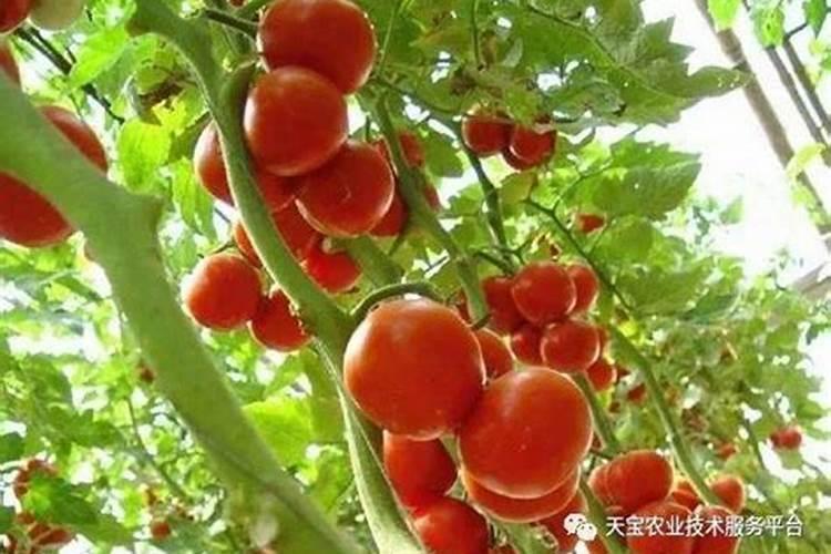 马蹄的种植时间和方法