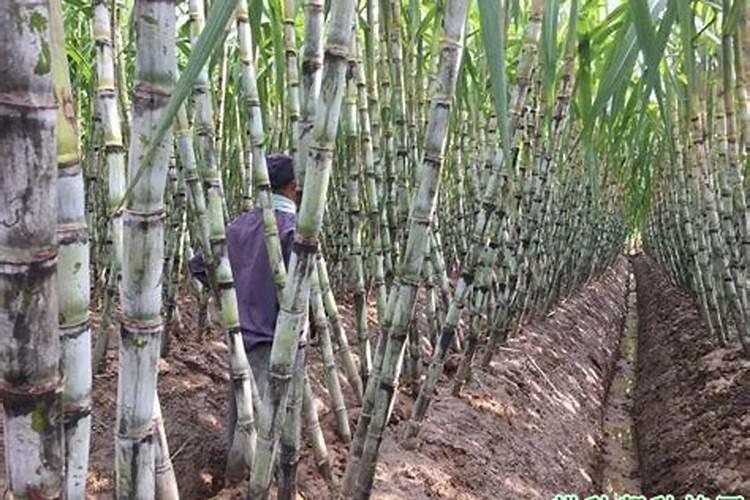 甘蔗最怕什么打死