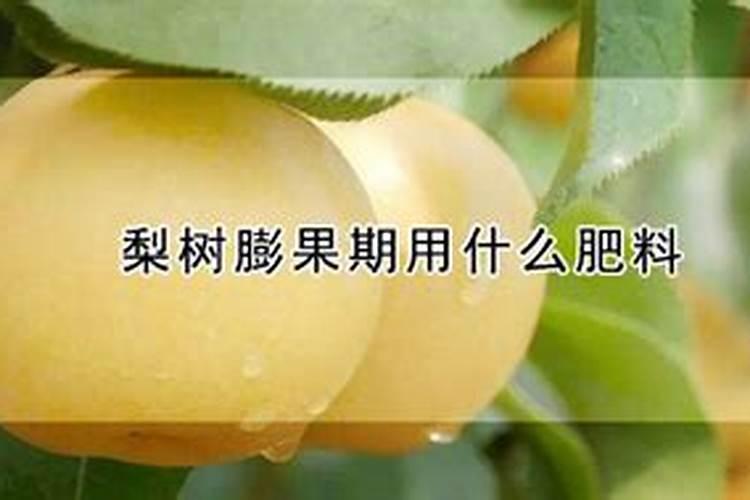 梨树如何施肥