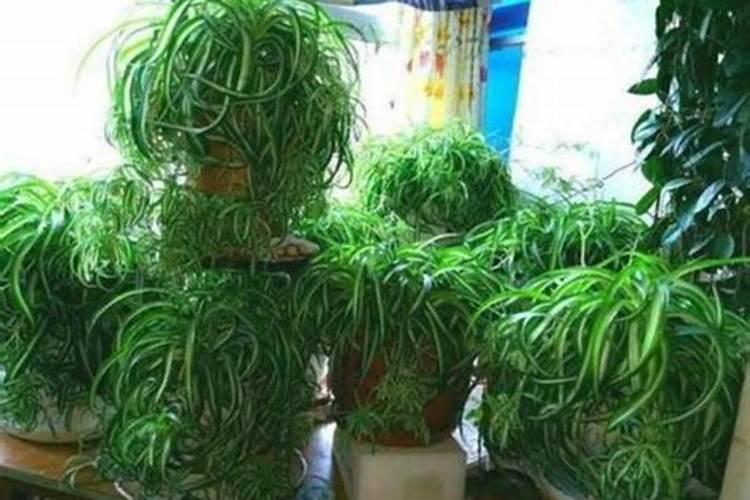 吊兰在什么样的养殖条件下容易抽穗？