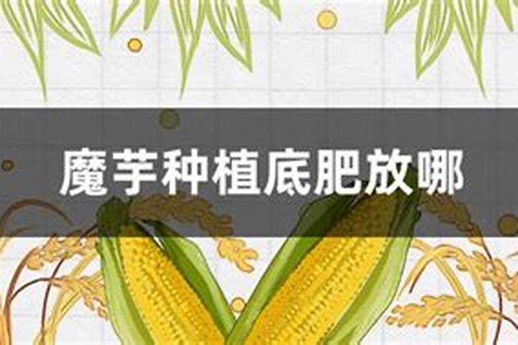种魔芋用什么肥料 大家可以了解一下