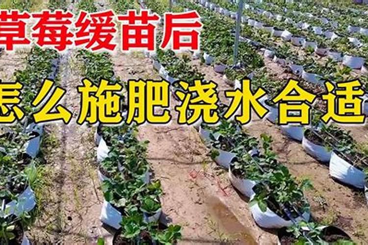 大棚草莓缓苗期怎么管