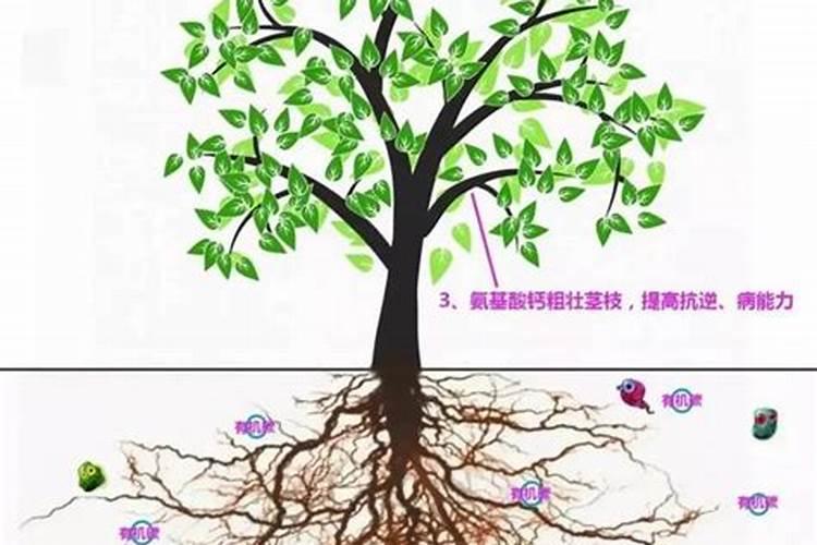 有机肥对植物和土壤的作用有哪些？
