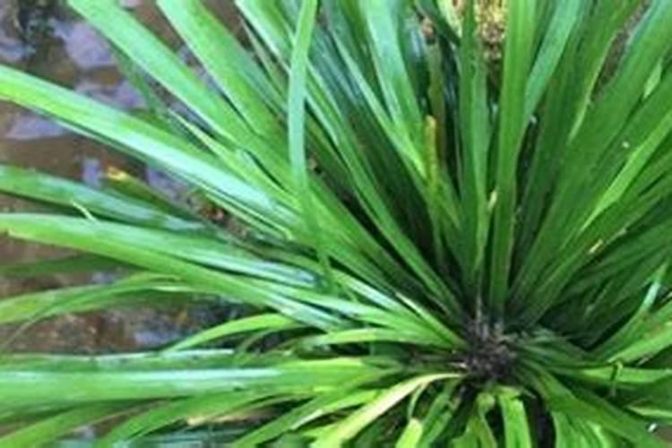 沙田柚8月份可以淋花生菇水吗？