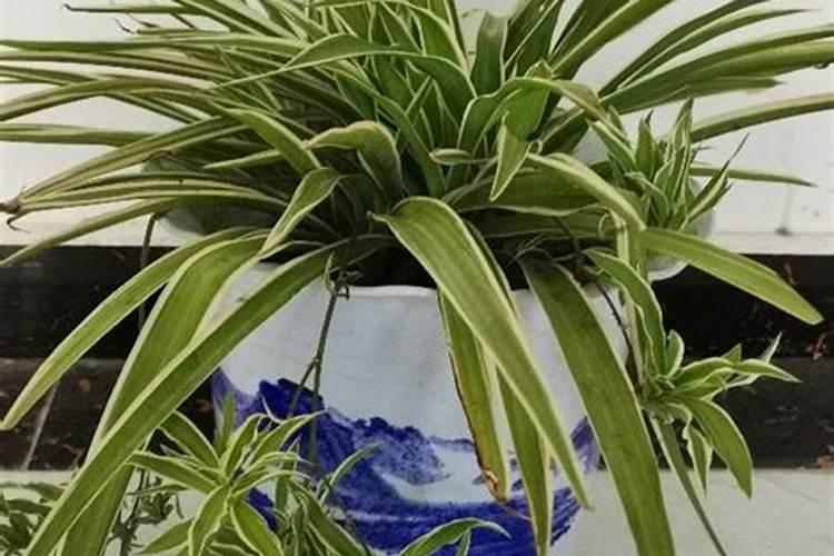 金边吊兰适合浇什么肥