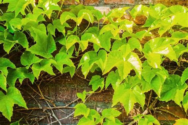 爬山虎的施肥方法什么肥料好？