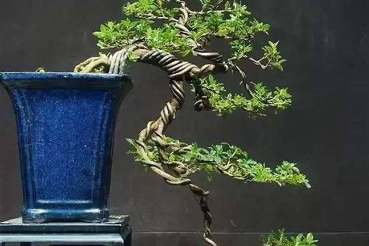 绿竹喜欢水和阳光吗