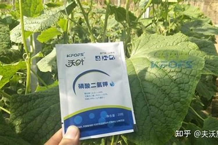 苍术苗期是否可以用叶面肥施肥？