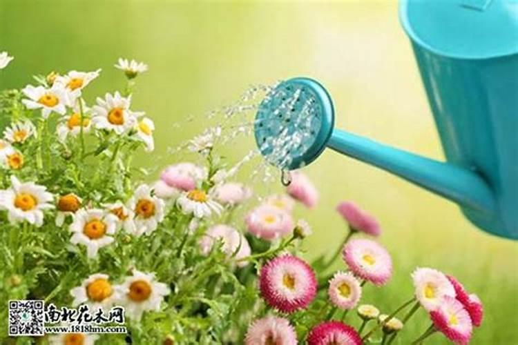 花店的盆栽变黄了用叶面肥可以救吗