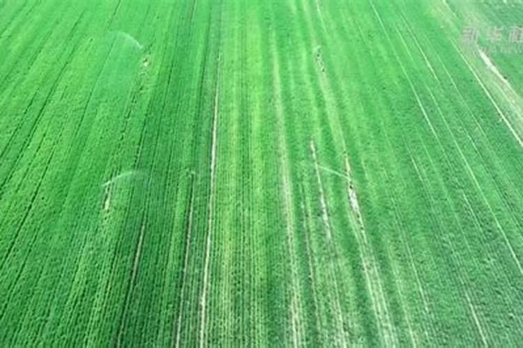 黑色叶子植物都有哪些