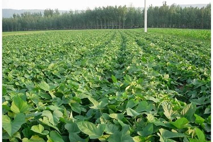 为什么六鳌红蜜薯和板栗红薯这么有名？