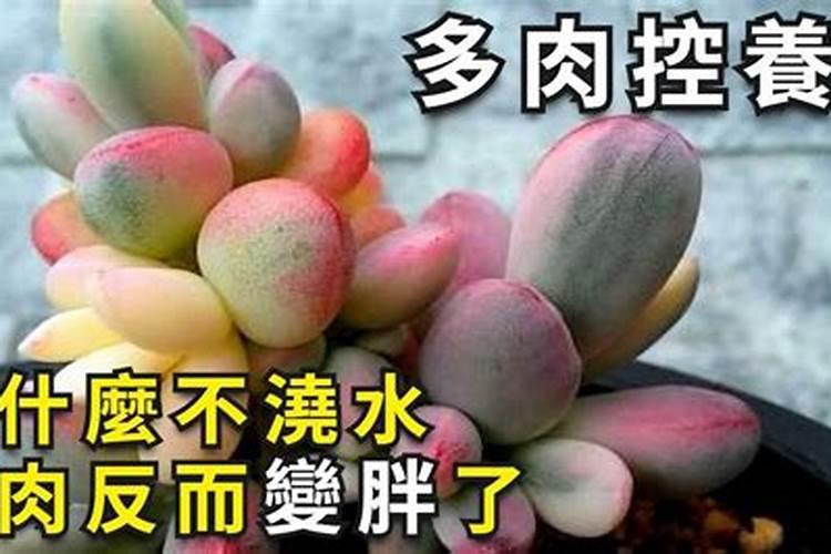 蓝莓施什么肥最好