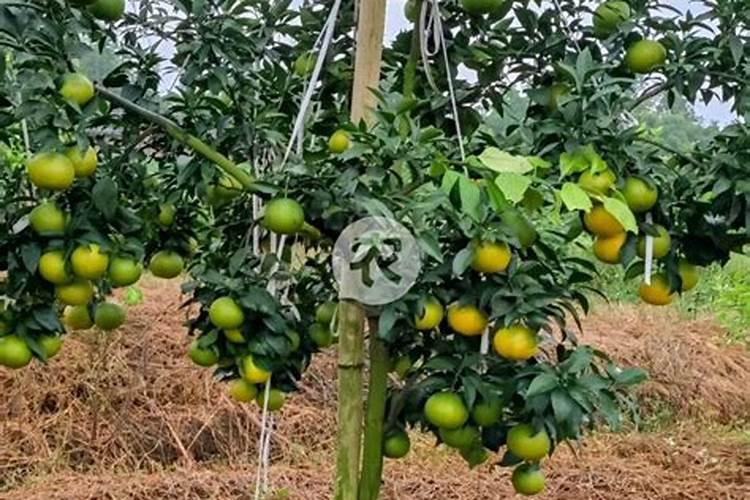 脐橙膨果肥用什么肥最好