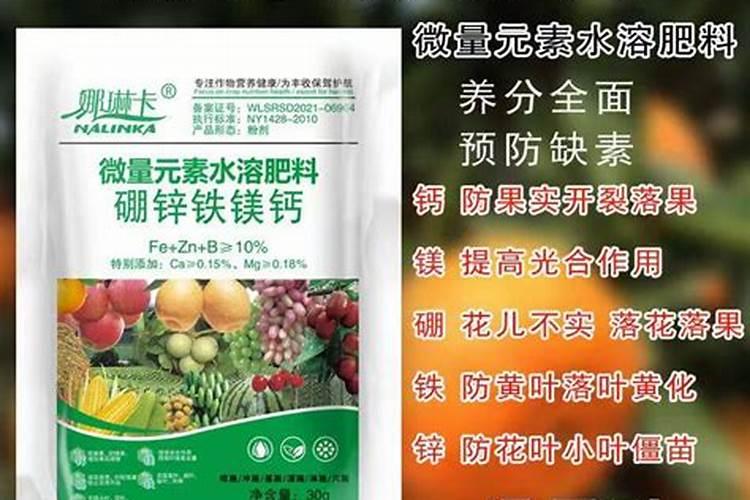 雷竹如何种植能高产