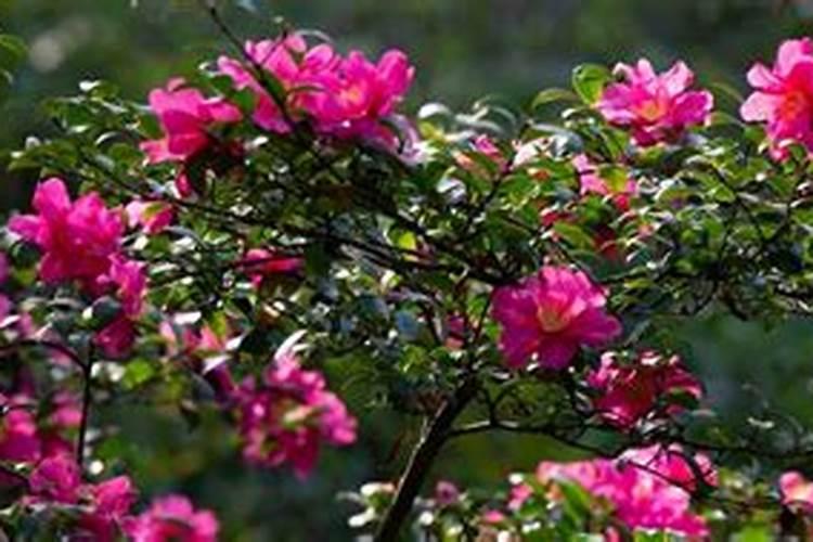 茶梅叶子有黑斑怎么回事