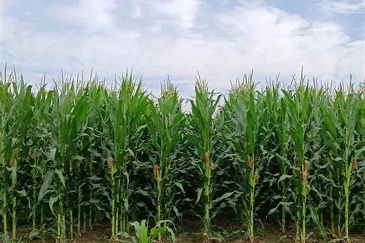 盐碱地玉米使用什么追肥比较好