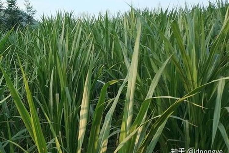 甜象草的栽培技术是怎样的？