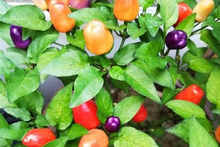 大棚五彩椒坐果后什么时候施肥施什么肥