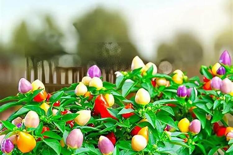 大棚五彩椒坐果后什么时候施肥施什么肥