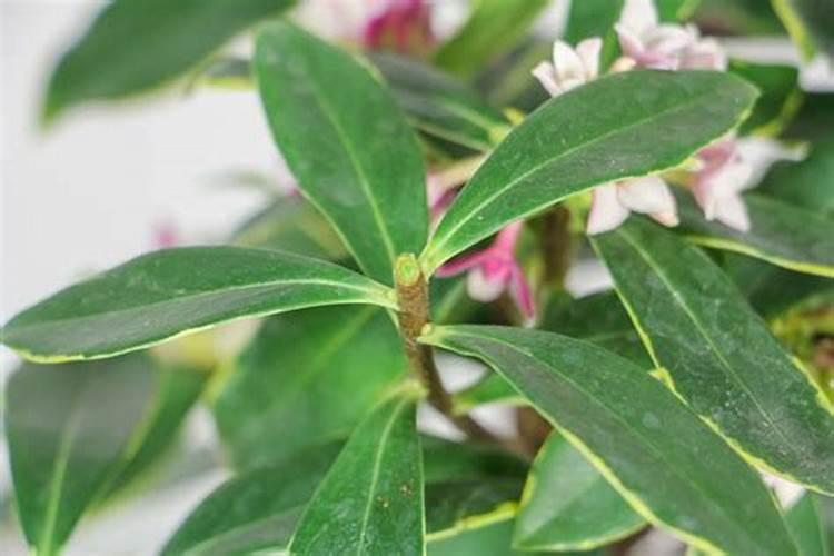 新买的金边瑞香新买的金边瑞香几天上一次肥几天上一次肥料上什么肥料...