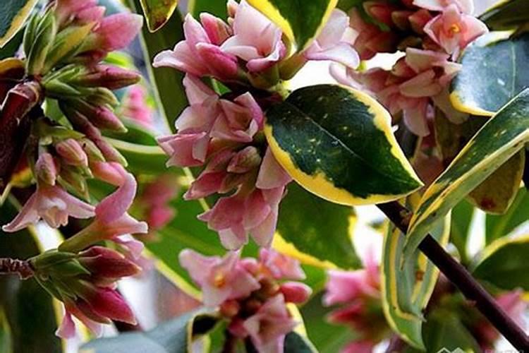 金边瑞香的养殖方法