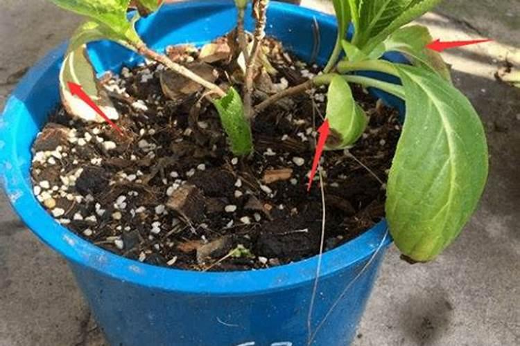 绣球有花苞了该怎么施肥