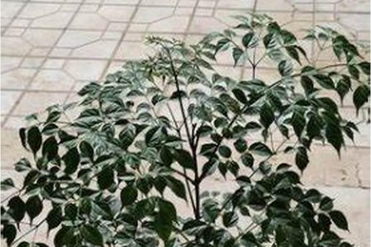 幸福树冬季浇水施肥方法 幸福树冬季如何浇水施肥