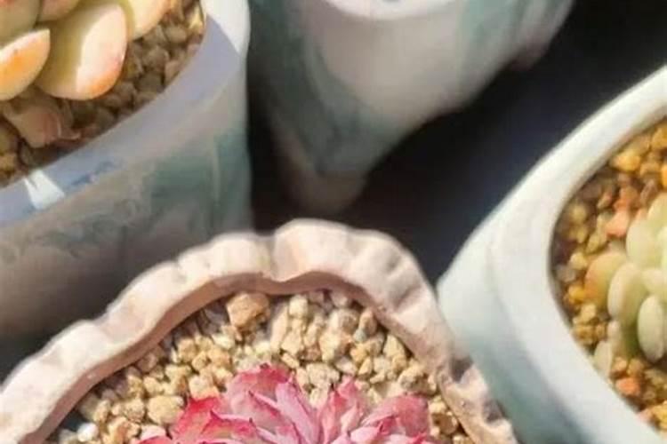 多肉佛珠怎样施肥