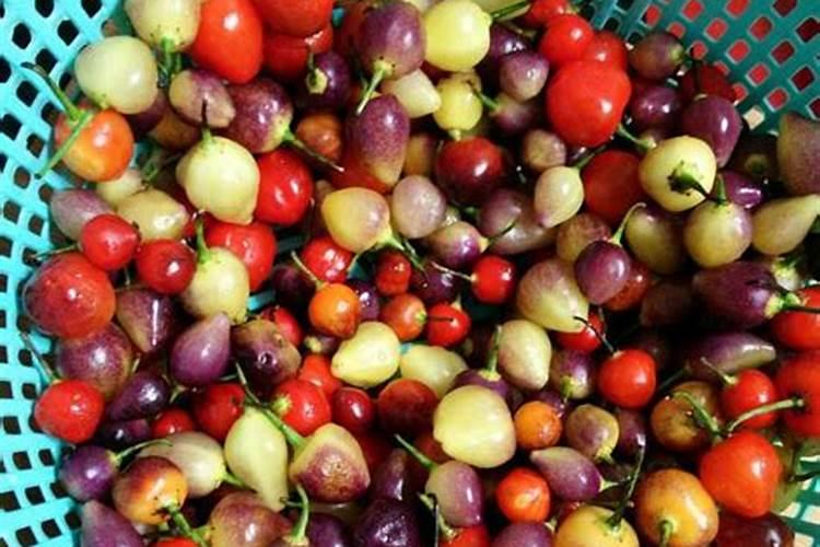 七彩小泡椒的用途