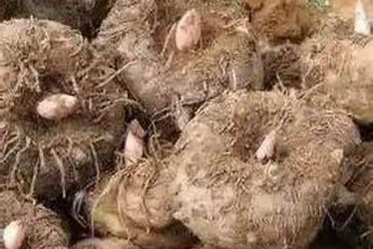 肥料级腐植酸钾国标标准是多少