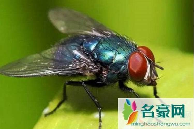 树木用什么可以让它枯死呢