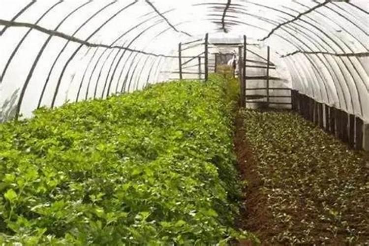 硝酸磷肥是什么？怎么使用好