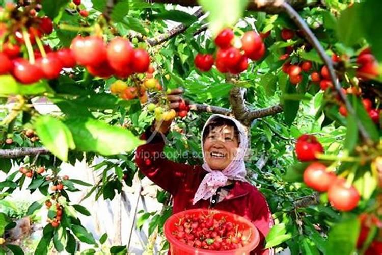 大樱桃果子,大小不一样用什么肥？