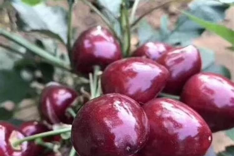 中国樱桃的产地和大连樱桃的特点？