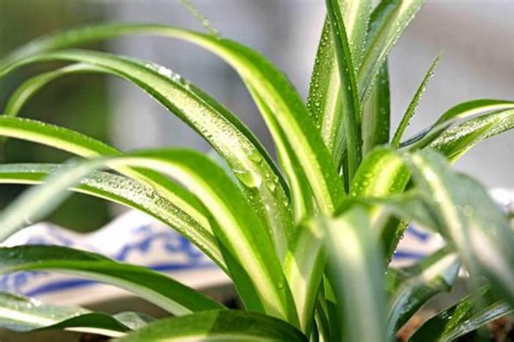 吊兰施什么肥才能更旺盛