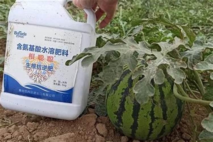 西瓜缓苗期间用什么叶面肥好