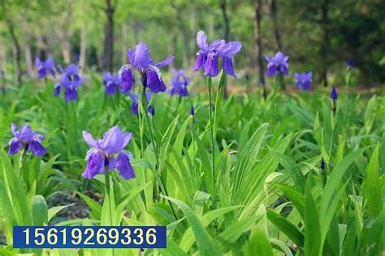 燕尾兰慢慢变得叶子枯黄怎么办？