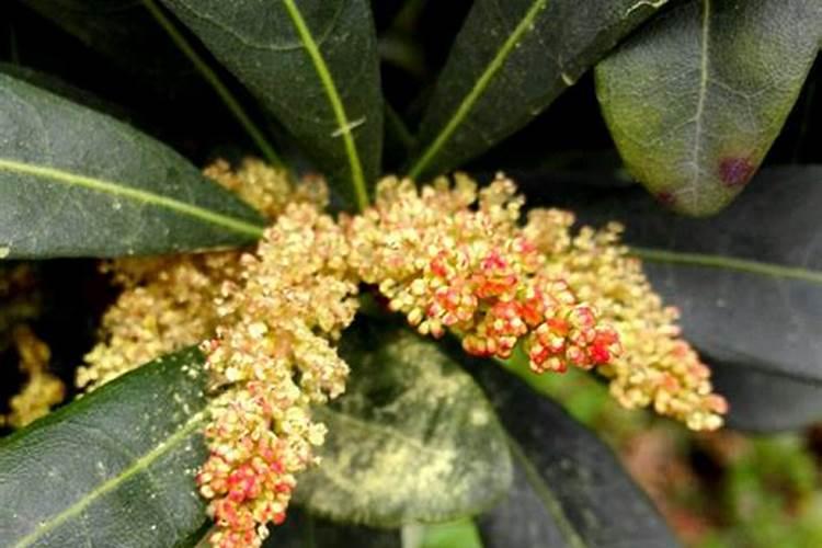 小麦增产秘诀选对水溶肥,产量提升不是梦