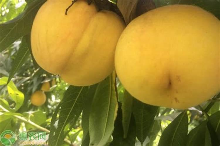 桃子上色用什么药什么时间打