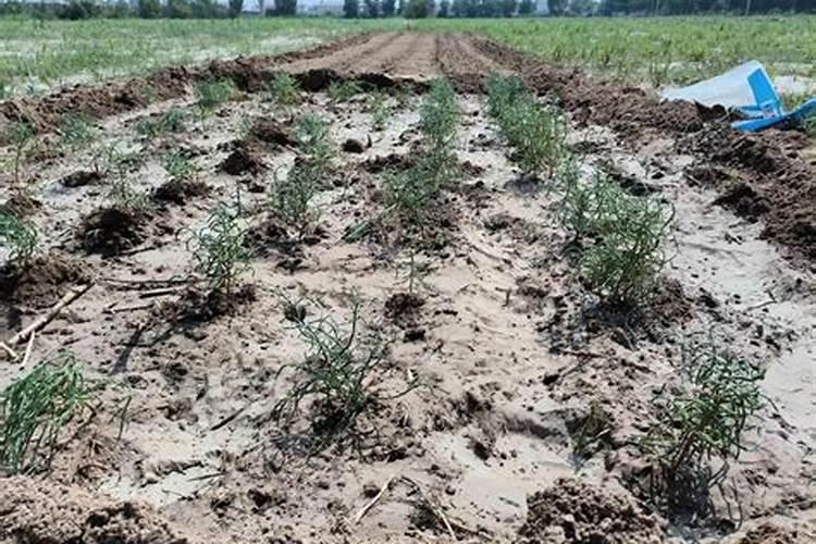 盐碱地能种花生吗