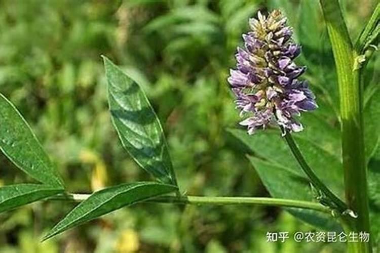 花卉叶面肥怎样配制