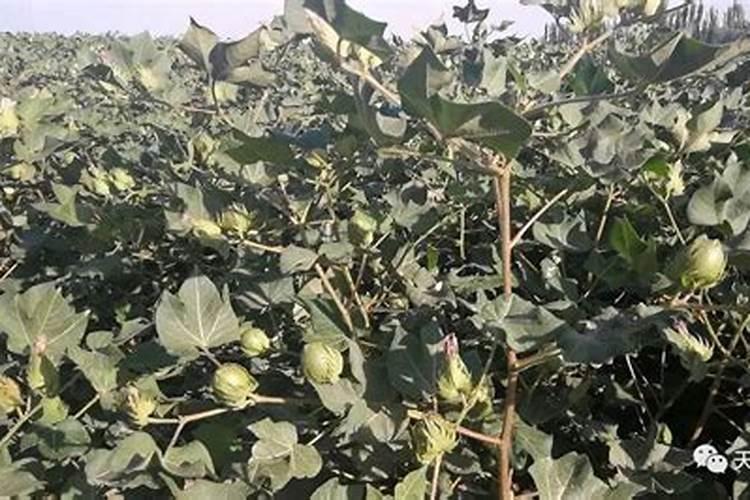 棉花花期叶面喷多少鹏肥合适