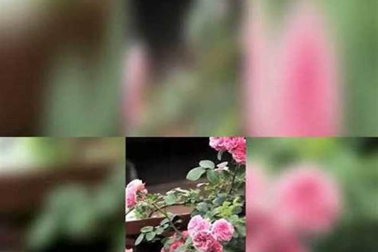 粉色达芬奇月季怎么养 粉色达芬奇的养殖技巧