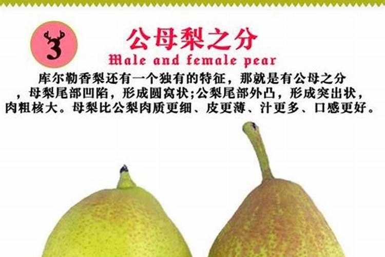 桔子树用什么肥料最好 怎么施肥效果好
