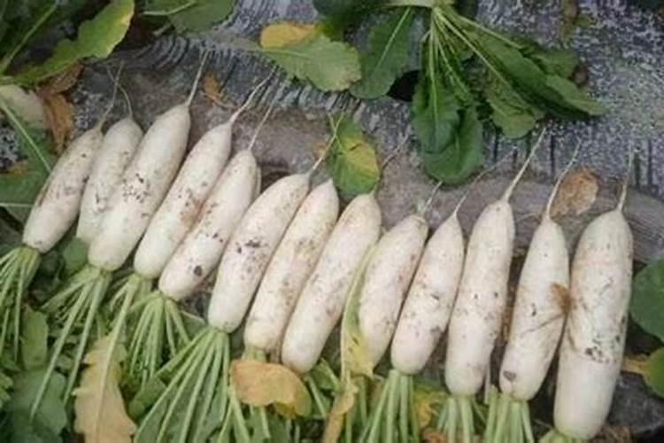 种植萝卜如何施硼肥？施硼肥都有哪些好处呢？